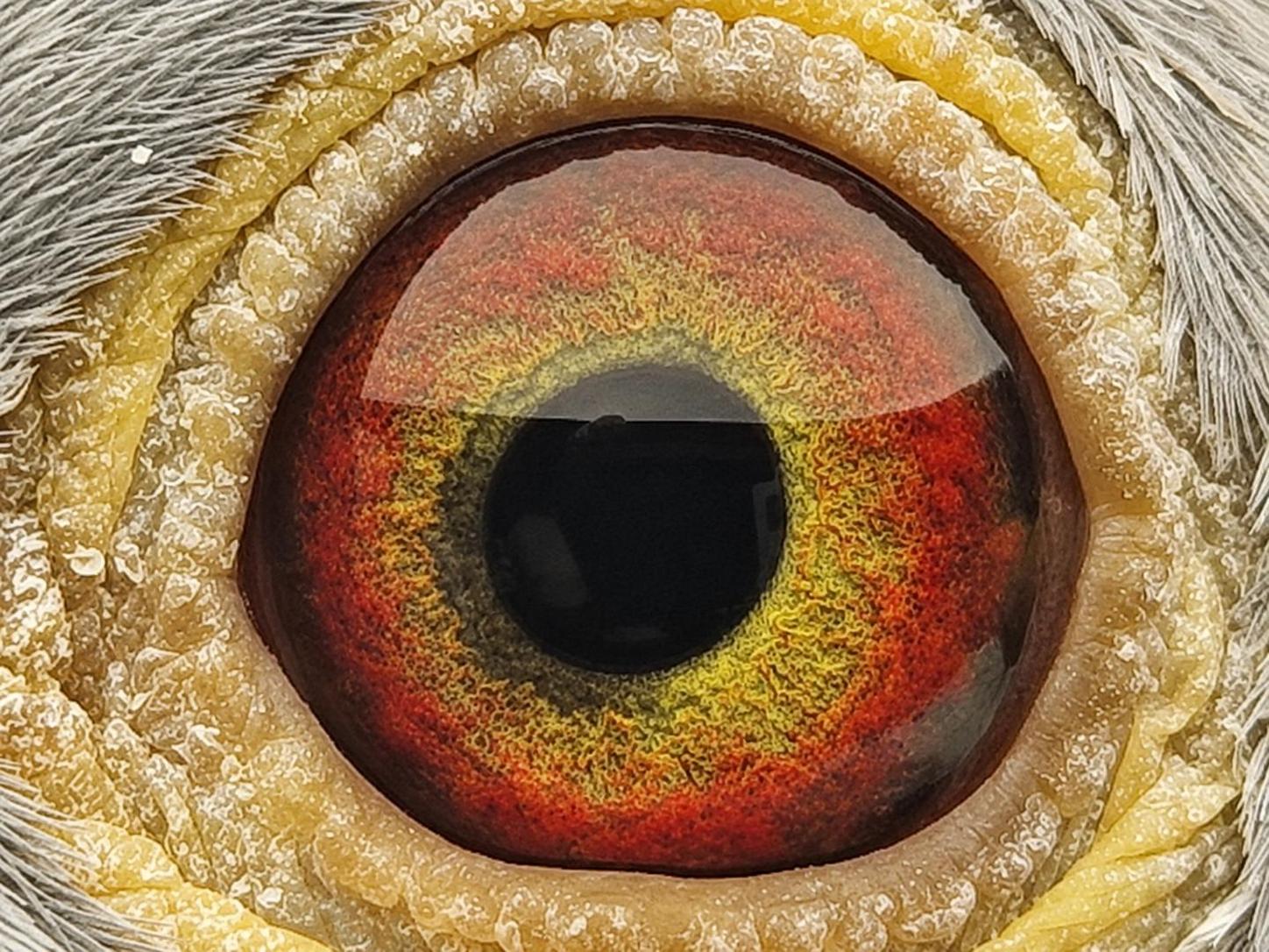 Pigeon eye